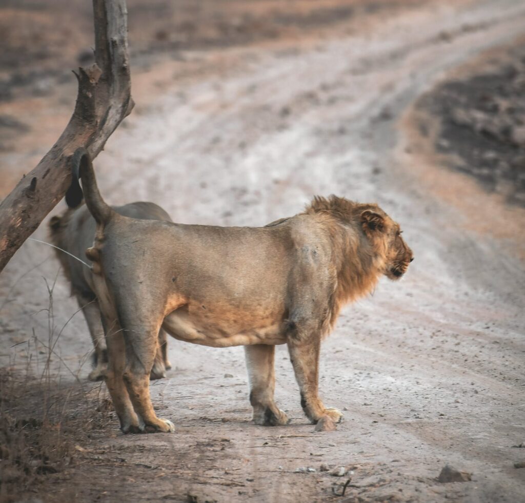 Business breaking into new territories